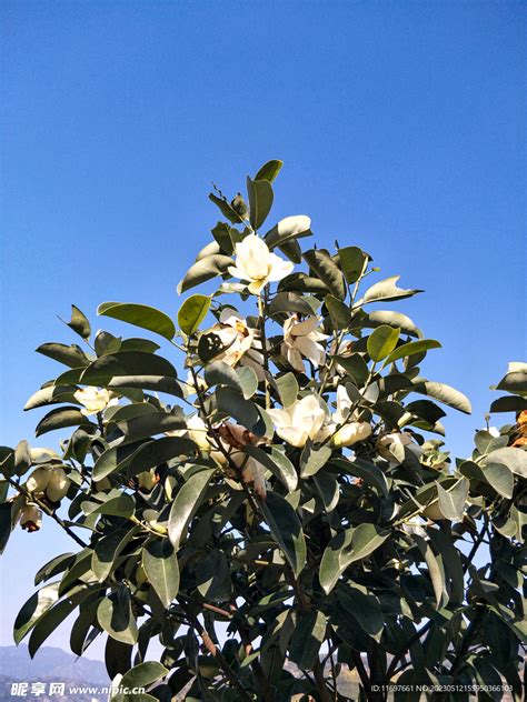 含笑花 花期|含笑花